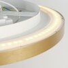 Steinhauer Flady Deckenleuchte LED Gold, 2-flammig